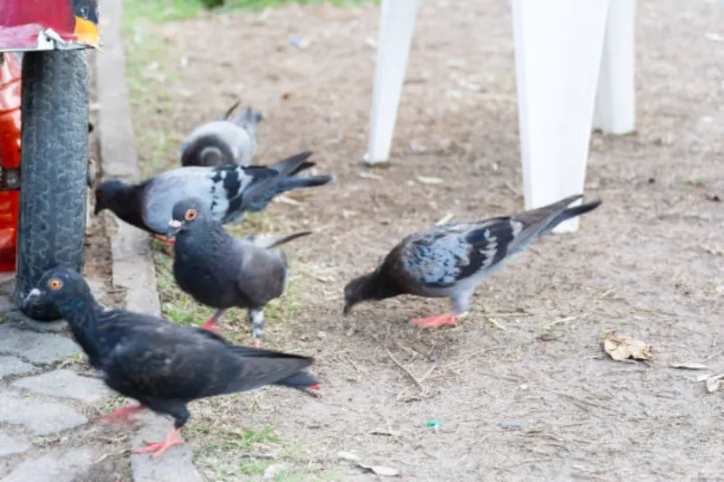 Empresa especializada em controle de pombos
